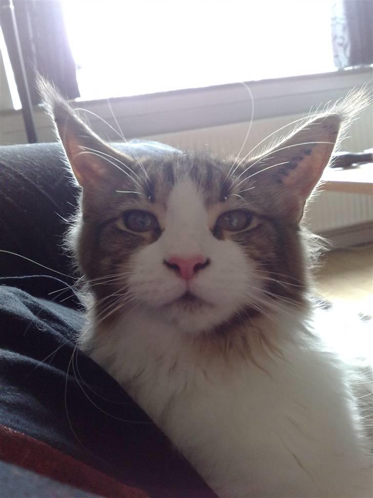 Maine Coon DK Vingsteds DÁngelo billede 14