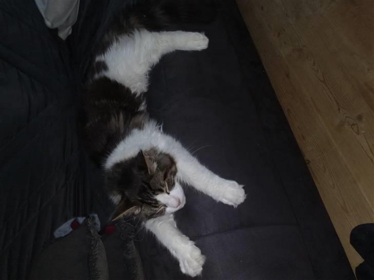 Maine Coon DK Vingsteds Firefly  billede 15