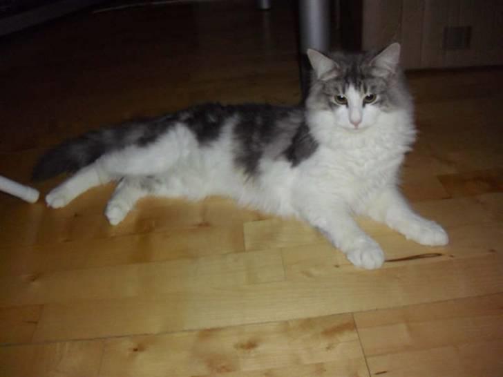 Norsk Skovkat Katost (Kato) billede 1