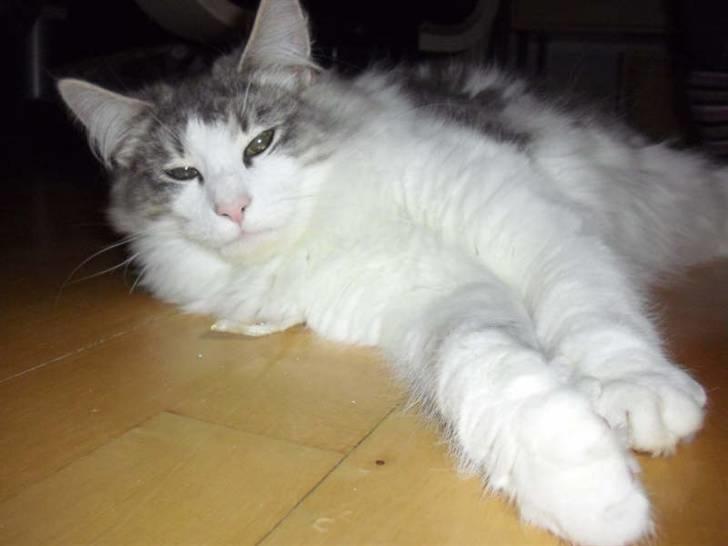 Norsk Skovkat Katost (Kato) billede 2