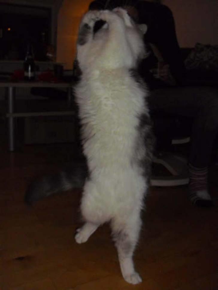 Norsk Skovkat Katost (Kato) billede 3