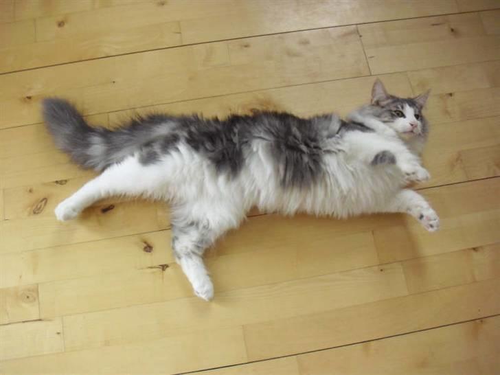 Norsk Skovkat Katost (Kato) billede 4