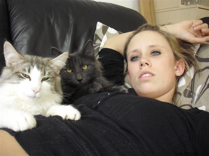 Norsk Skovkat Katost (Kato) billede 5