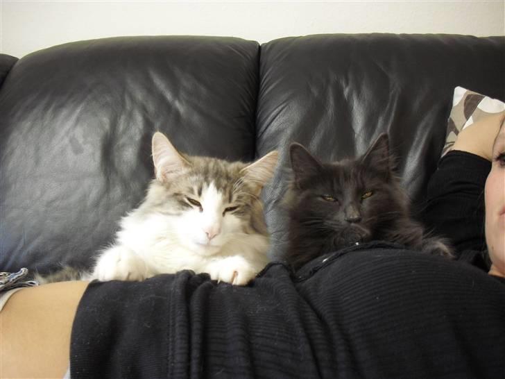 Norsk Skovkat Katost (Kato) billede 6