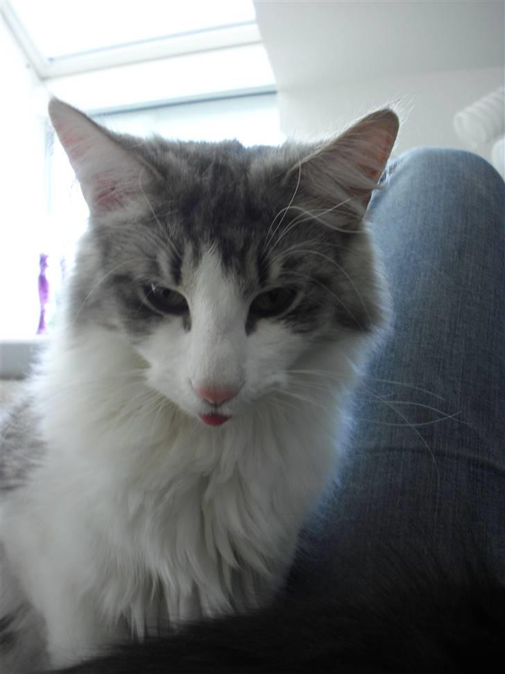 Norsk Skovkat Katost (Kato) billede 7