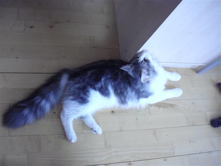 Norsk Skovkat Katost (Kato) billede 8