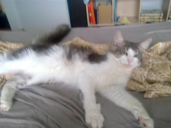 Norsk Skovkat Katost (Kato) billede 9