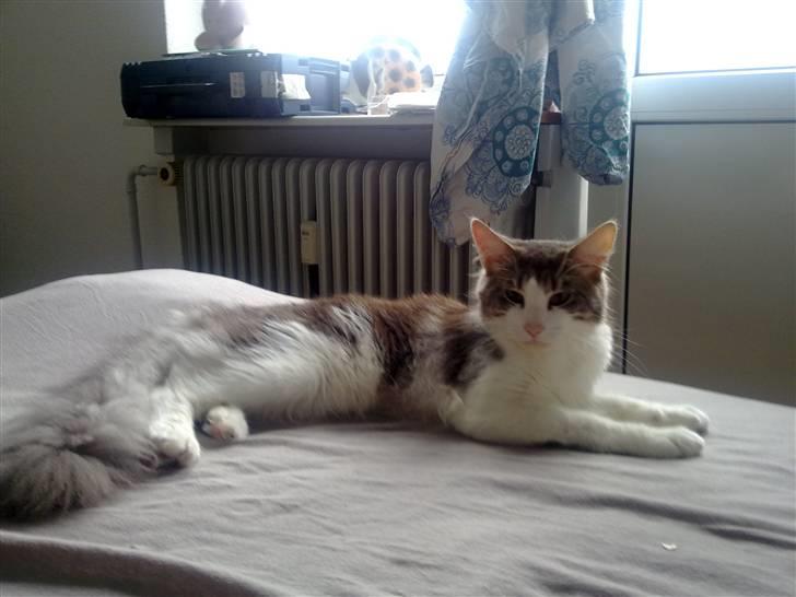 Norsk Skovkat Katost (Kato) billede 10