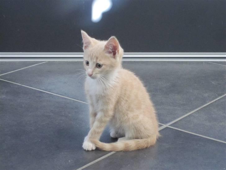 Blanding af racer Gismo billede 10