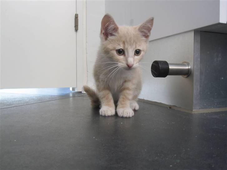 Blanding af racer Gismo billede 12