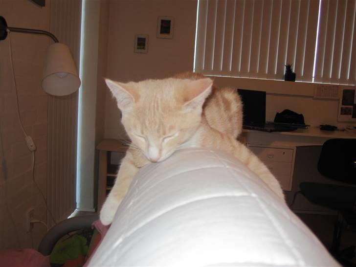 Blanding af racer Gismo billede 13