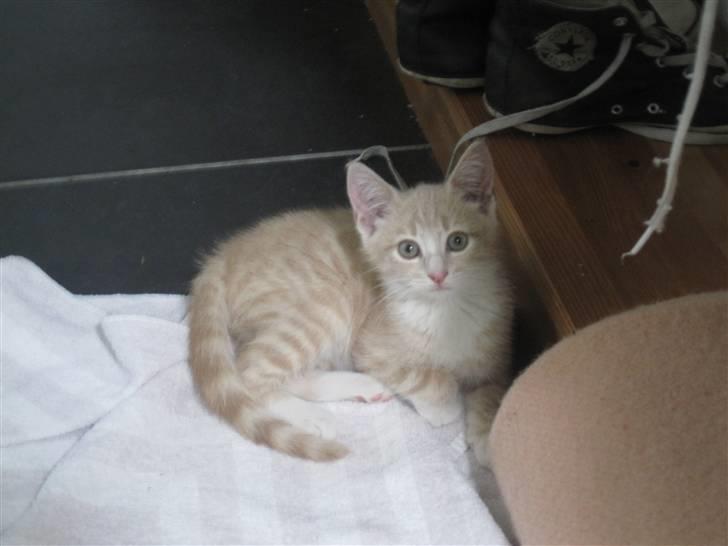 Blanding af racer Gismo billede 14