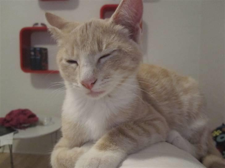 Blanding af racer Gismo billede 15