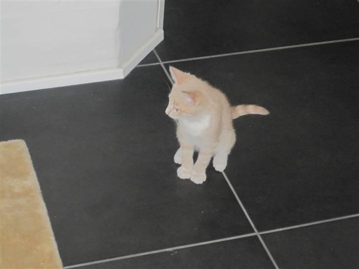 Blanding af racer Gismo billede 16