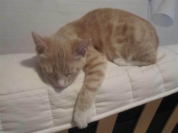 Blanding af racer Gismo billede 17