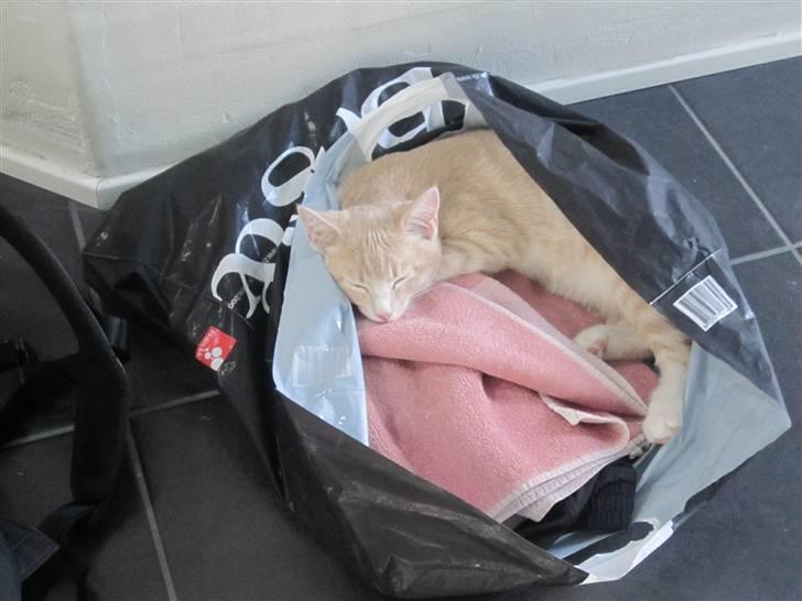 Blanding af racer Gismo billede 18