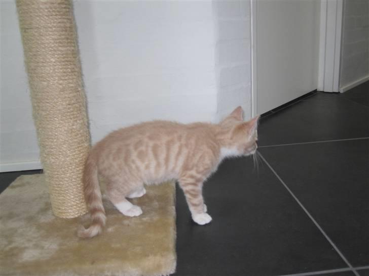 Blanding af racer Gismo billede 19