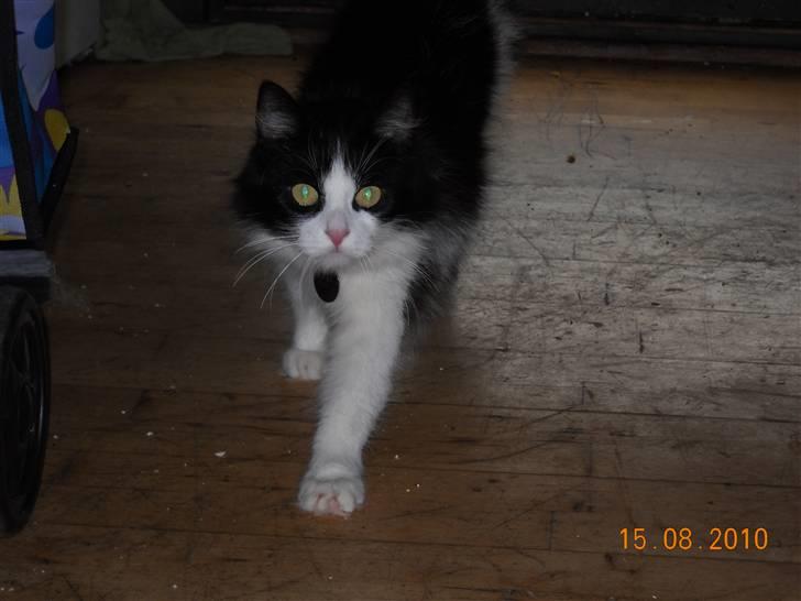 Blanding af racer bella billede 1