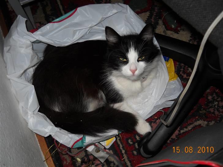 Blanding af racer bella billede 2