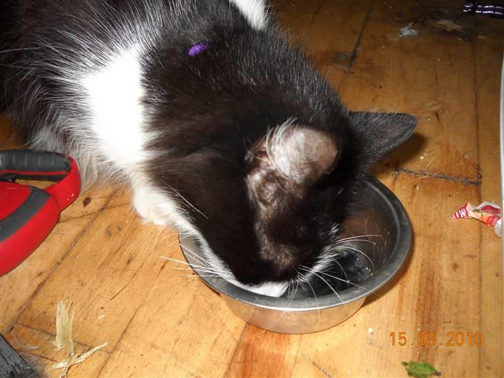 Blanding af racer bella billede 3