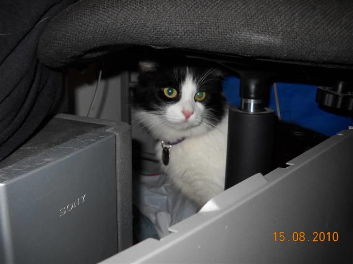 Blanding af racer bella billede 4