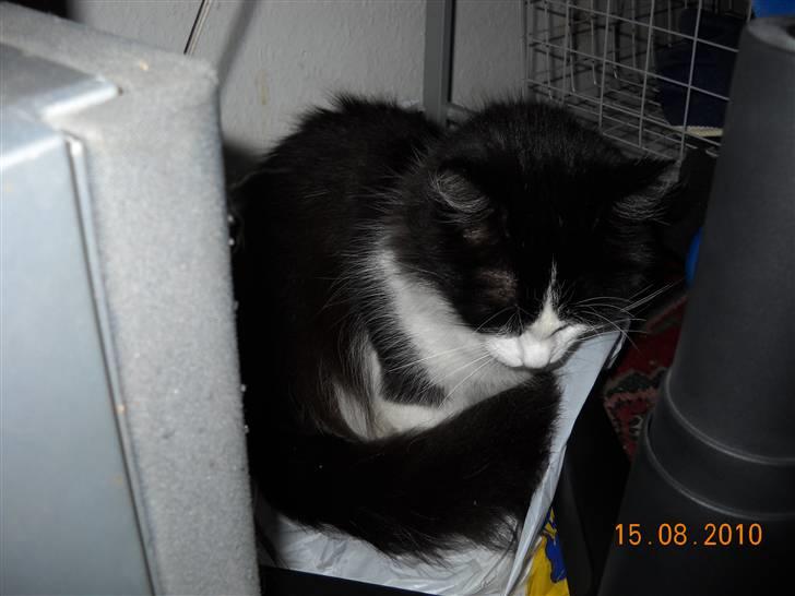 Blanding af racer bella billede 5