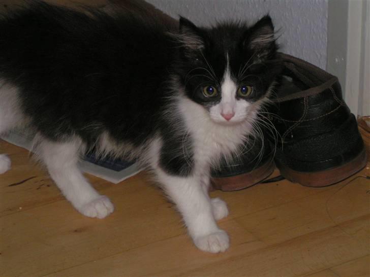 Blanding af racer bella - her har vi haft hende i 1månede billede 6