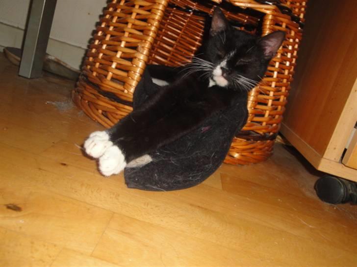 Huskat Pepe billede 3