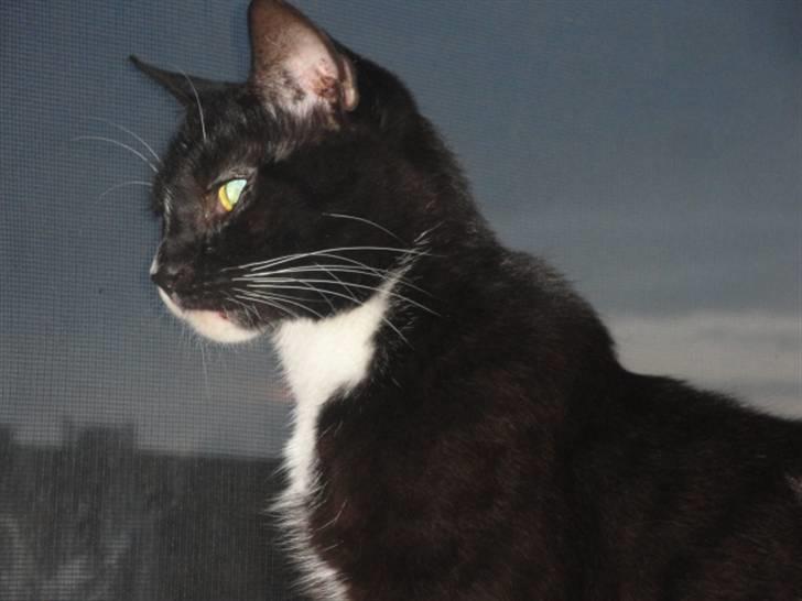 Huskat Pepe billede 5