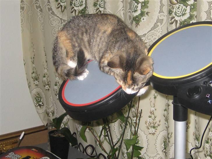 Blanding af racer miw - fra 16/8 billede 15