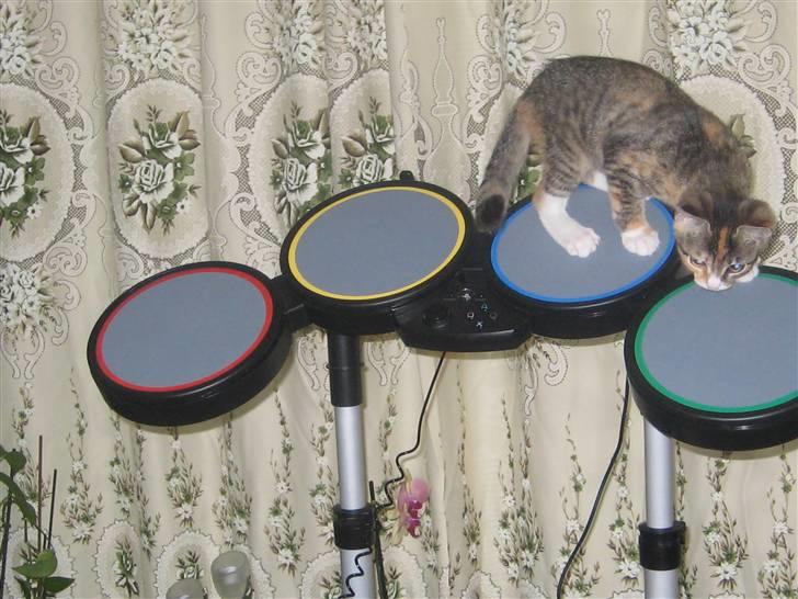 Blanding af racer miw billede 16