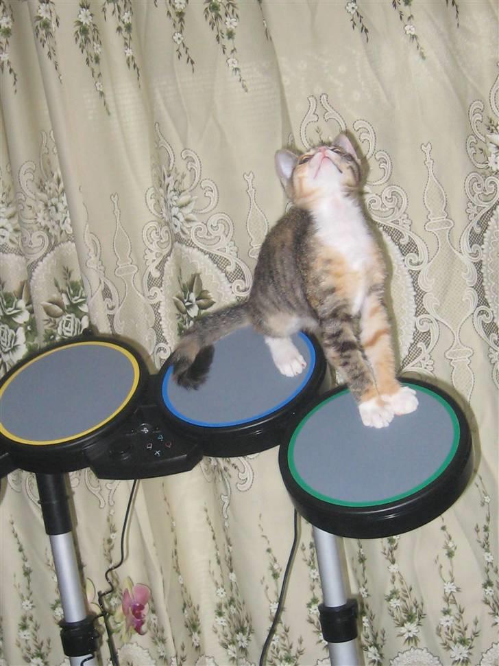 Blanding af racer miw billede 17