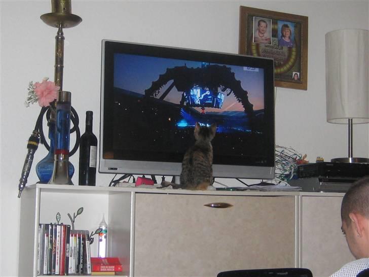 Blanding af racer miw billede 18