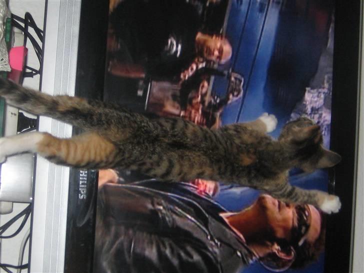 Blanding af racer miw billede 19