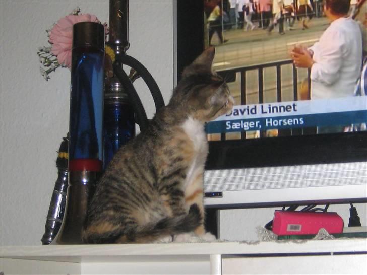 Blanding af racer miw billede 20