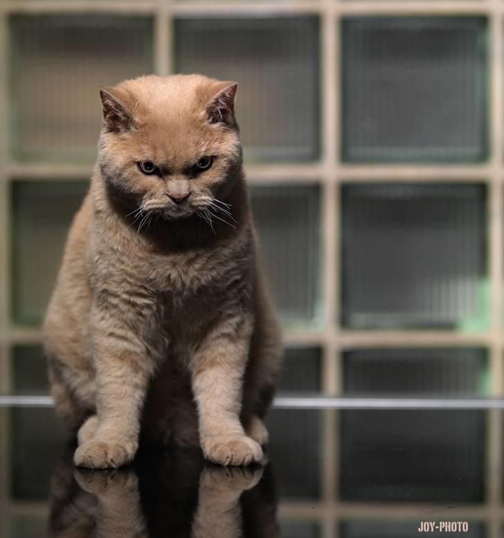 Selkirk Rex  Lykken Hassy  billede 3