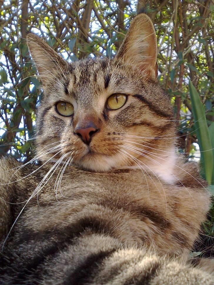 Blanding af racer Casanunda *Forsvundet* - Casa troner i haven billede 1