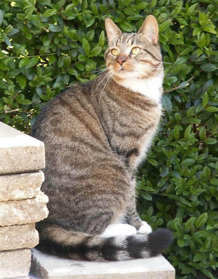 Blanding af racer Casanunda *Forsvundet* billede 2