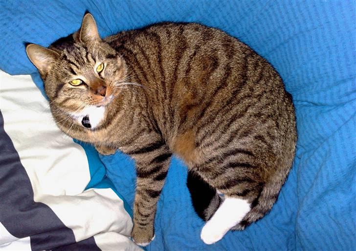 Blanding af racer Casanunda *Forsvundet* billede 3