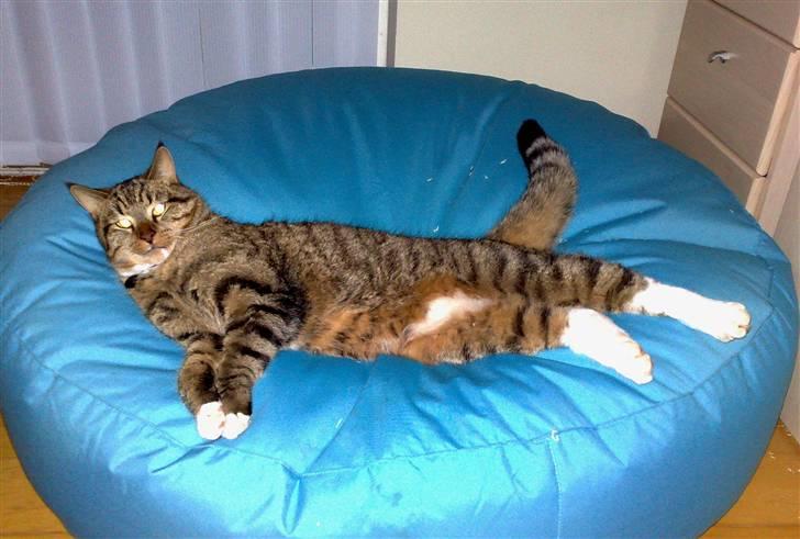 Blanding af racer Casanunda *Forsvundet* - Casa og hans elskede sække-pude (den er 1 meter i diameter, så han er ikke nogen lille kat) billede 4