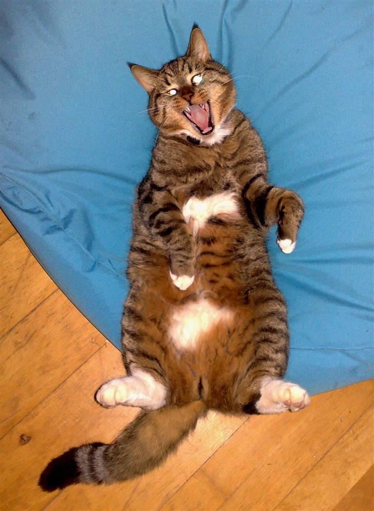 Blanding af racer Casanunda *Forsvundet* - Muntre Casa billede 5