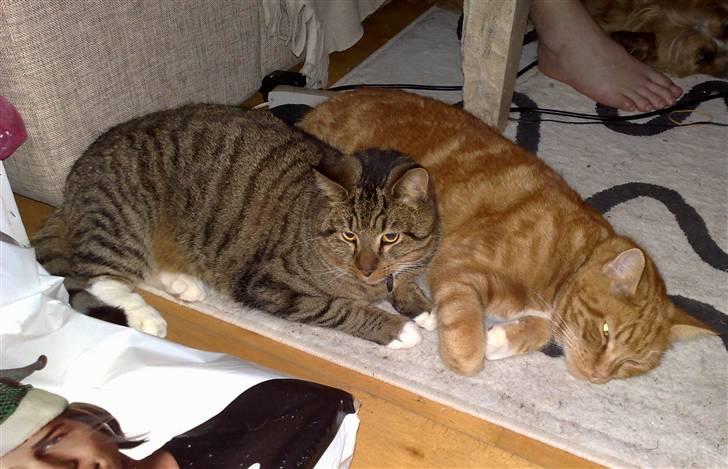 Blanding af racer Casanunda *Forsvundet* - Casa og hans gamle makker Giamo, der desværre blev aflivet 2. januar 2009 billede 6