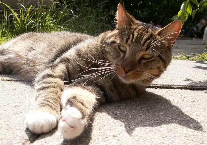 Blanding af racer Casanunda *Forsvundet* billede 7