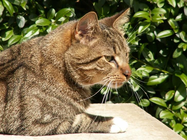 Blanding af racer Casanunda *Forsvundet* billede 8