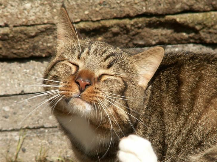 Blanding af racer Casanunda *Forsvundet* billede 9