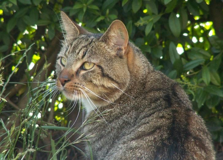 Blanding af racer Casanunda *Forsvundet* billede 10