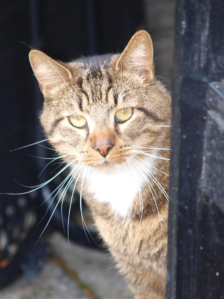 Blanding af racer Casanunda *Forsvundet* billede 11