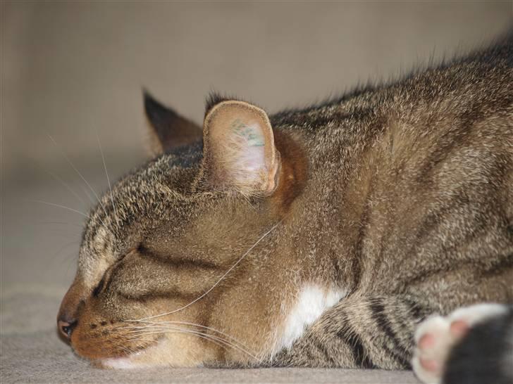 Blanding af racer Casanunda *Forsvundet* - En stor farlig jæger kan også blive træt billede 12