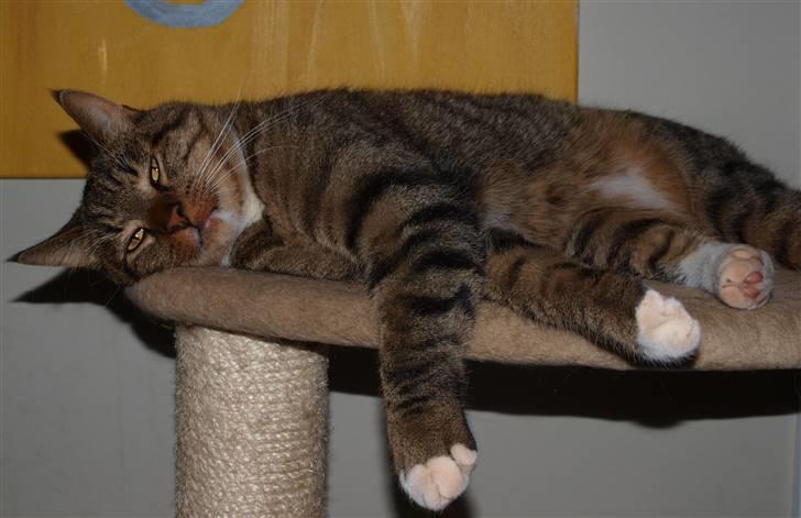 Blanding af racer Casanunda *Forsvundet* billede 13