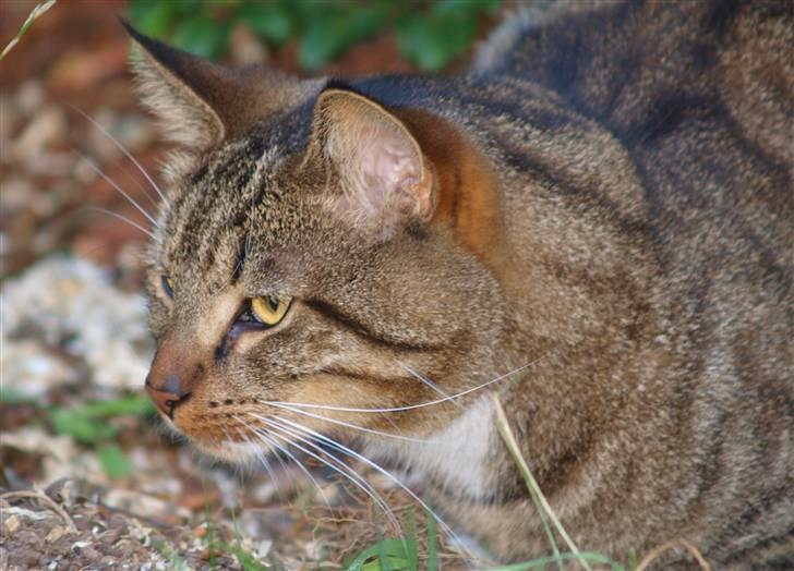 Blanding af racer Casanunda *Forsvundet* billede 14